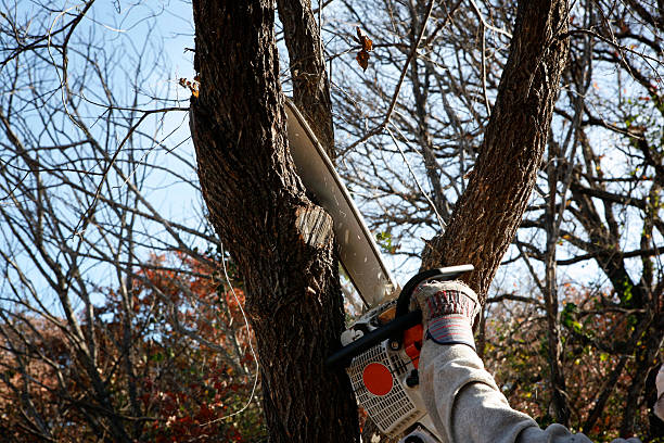 Best Seasonal Cleanup  in Reno, TX